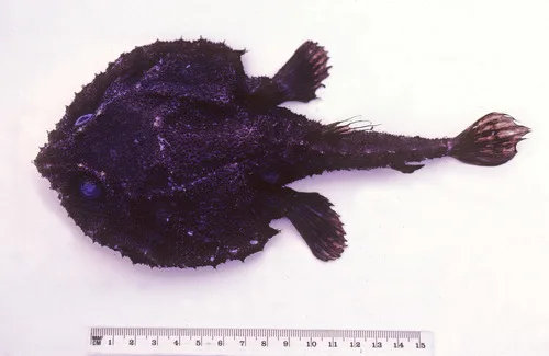 Dibranchus japonicus 的物种图片