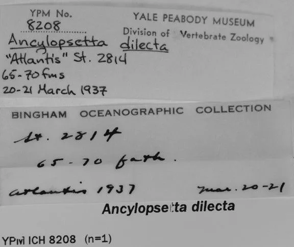 Ancylopsetta dilecta 的物种图片