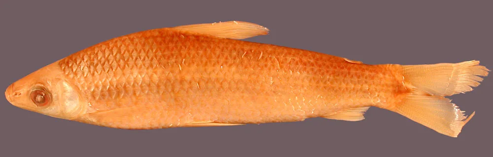 Laemolyta varia