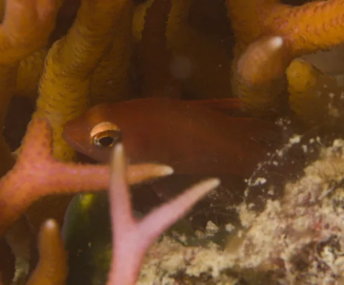 Flame cardinalfish (Fowleria flammea)