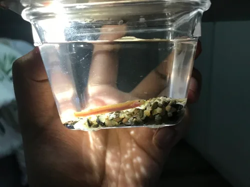 Pangio filinaris 的物种图片