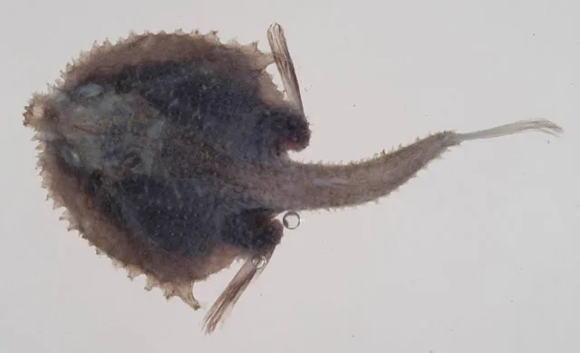 Halieutopsis margaretae 的物种图片