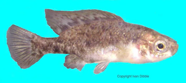 Girardinichthys ireneae