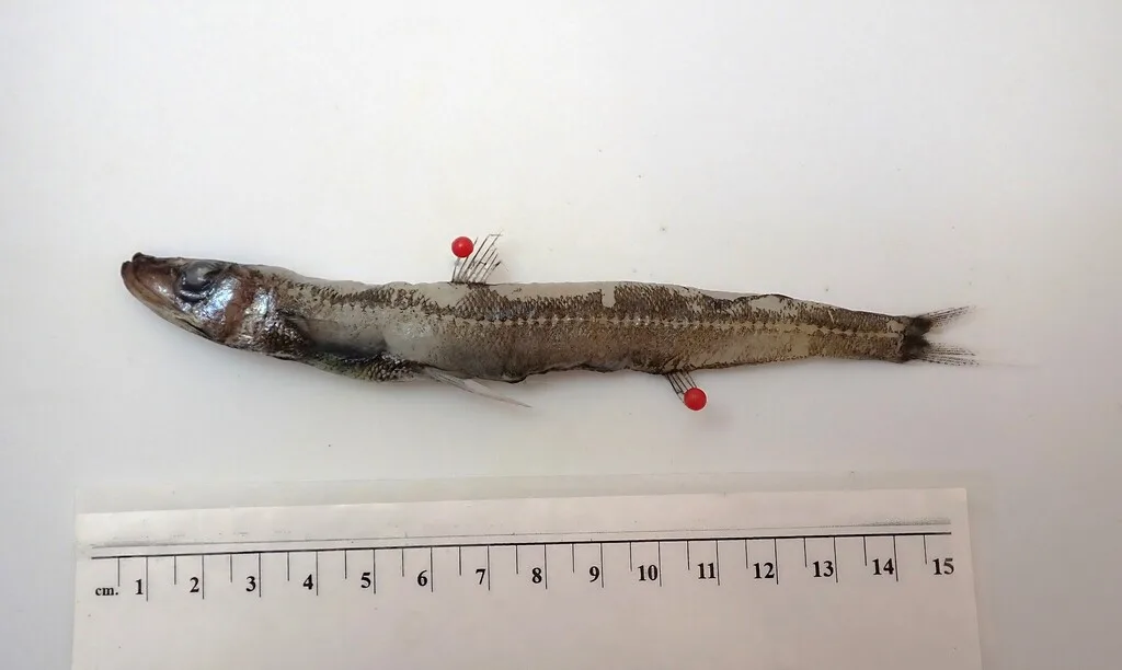 Benthalbella infans 的物种图片