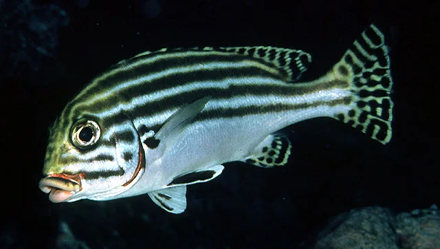 Striped sweetlips (Plectorhinchus diagrammus)