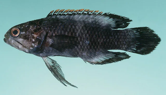 Plesiops mystaxus 的物种图片