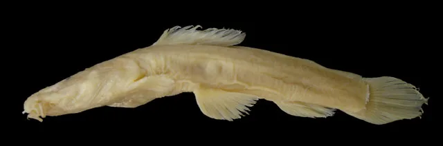 Notoglanidium pallidum 的物种图片