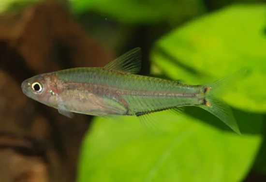 Microschemobrycon elongatus 的物种图片