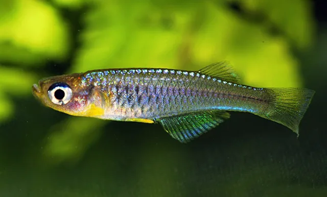 Hylopanchax thysi
