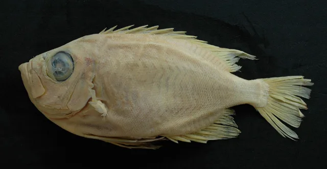Miyake bigeye (Priacanthus zaiserae)