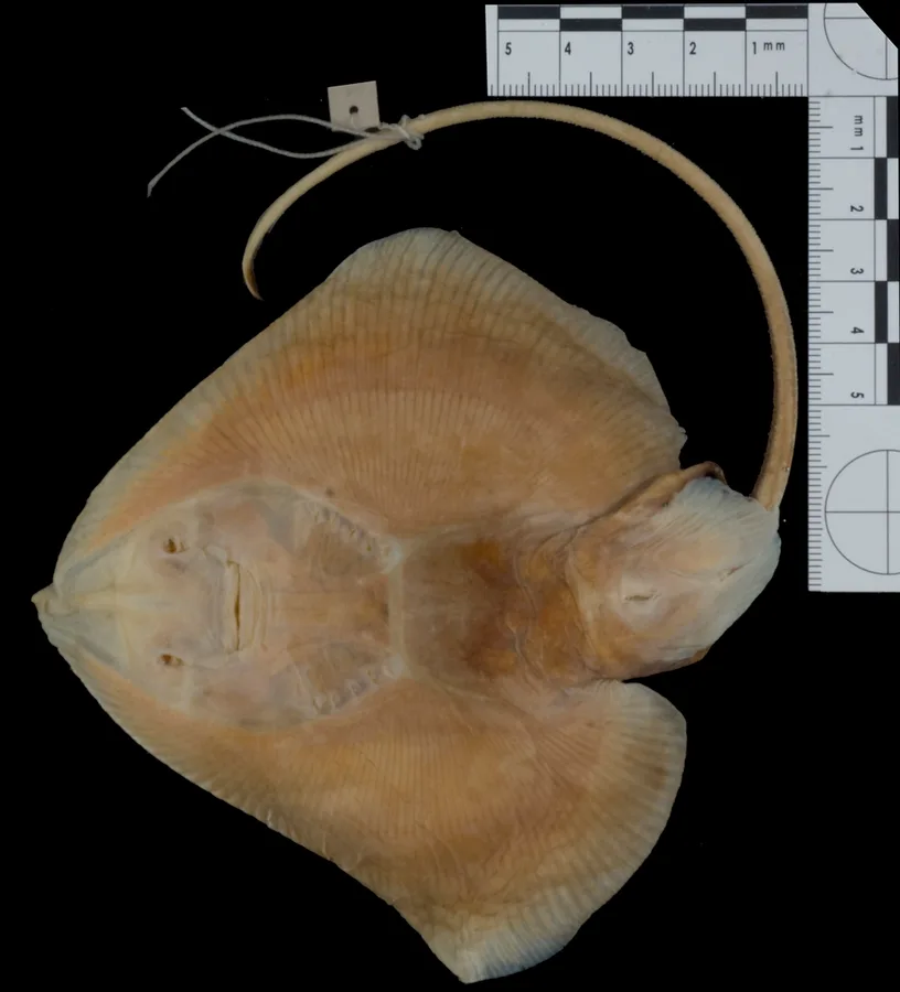 Blackfin pygmy skate (Fenestraja atripinna)