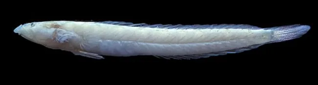 Mer Sand Dart (Kraemeria merensis)