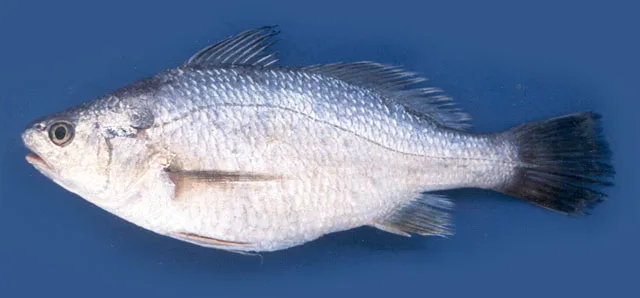 silver stardrum (Stellifer illecebrosus)