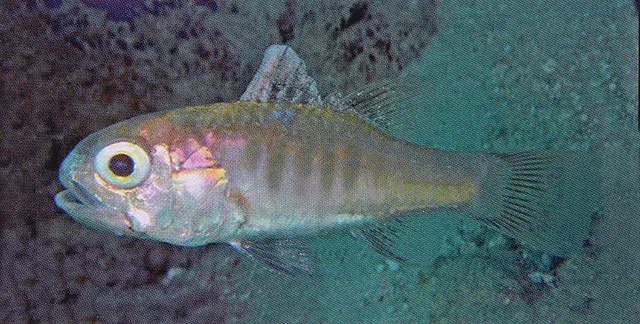 Silverbelly cardinalfish (Jaydia photogaster)