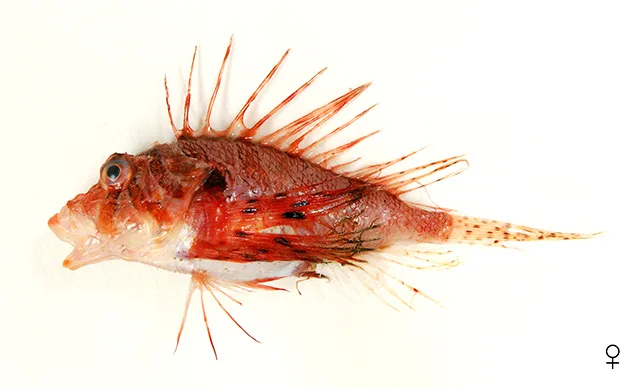 Falcate Lionfish (Ebosia falcata)