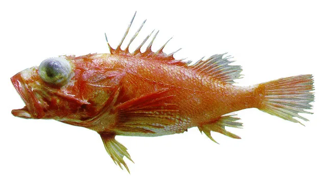 Dragon Scorpionfish (Pontinus helena)
