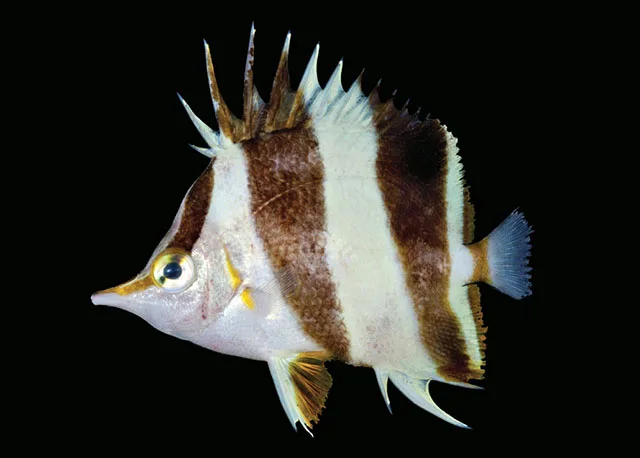 Prognathodes geminus 的物种图片