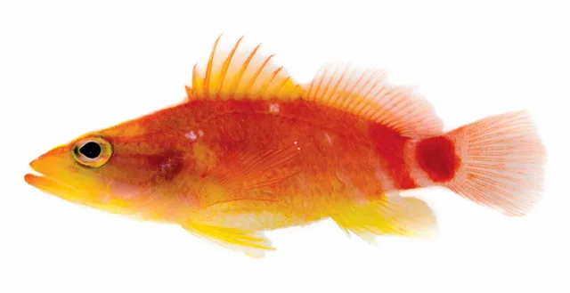 Sunset perchlet (Xenanthias ahiahiata)