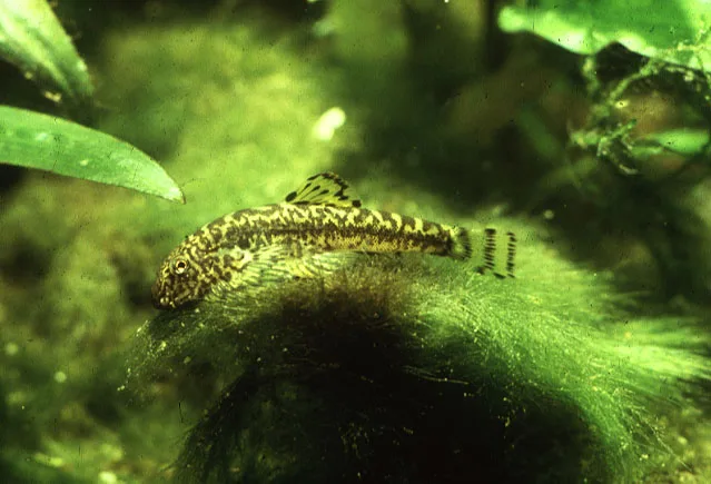 Pseudogastromyzon cheni