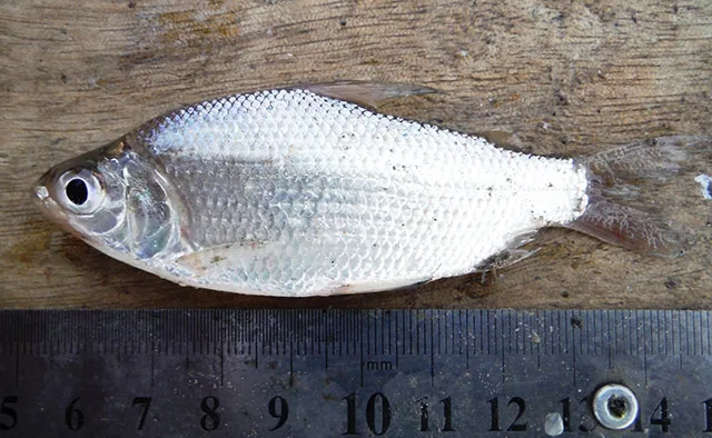 Curimatella lepidura 的物种图片