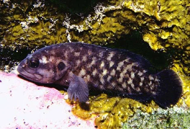 Axelrod's Reef-Bass (Pseudogramma axelrodi)