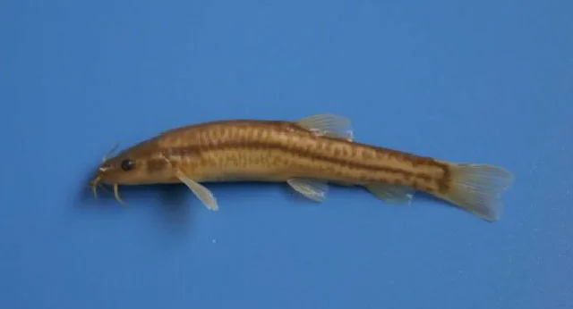 Oreonectes retrodorsalis