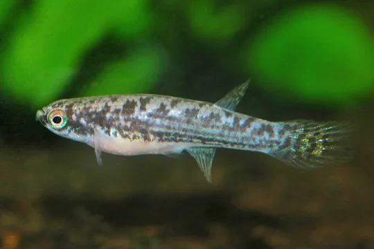 Mahdia Redthroat Killifish (Laimosemion mahdiaensis)