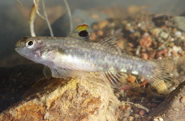 Lever's Goby (Redigobius leveri)