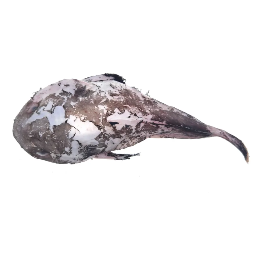 Psychrolutes macrocephalus 的物种图片