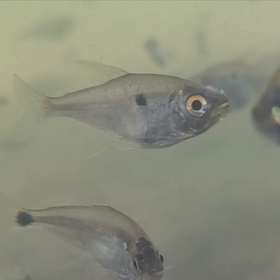 Cyphocharax biocellatus 的物种图片