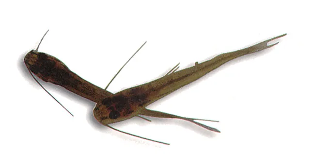 Imparfinis nemacheir