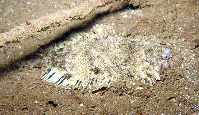 Whiskered sole (Monochirus atlanticus)