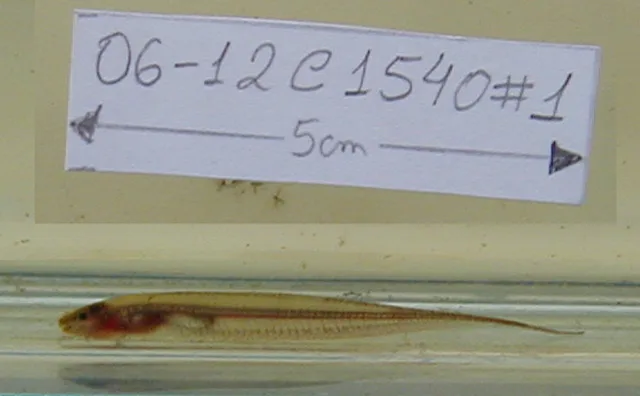 Microsternarchus brevis 的物种图片