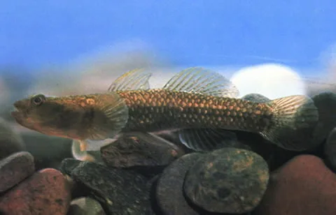 Ctenogobius chengtuensis 的物种图片