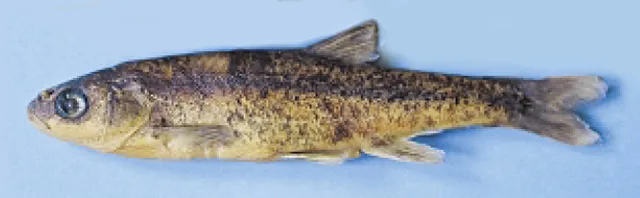 spotted minnow (Delminichthys adspersus)