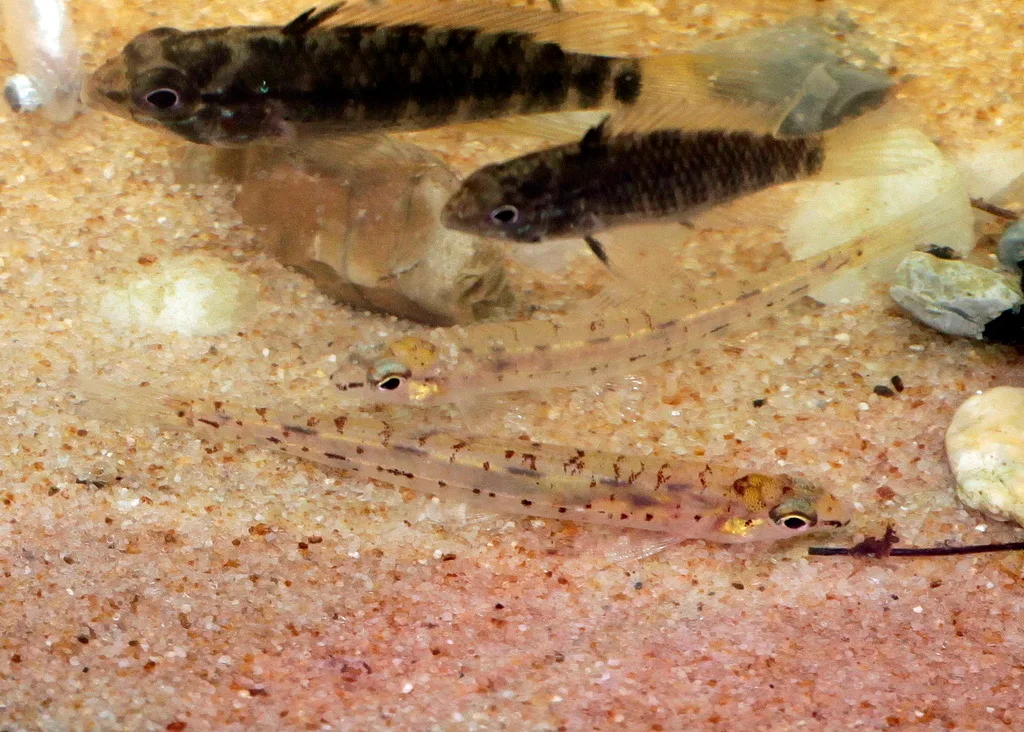 Pixy Darter (Characidium pellucidum)