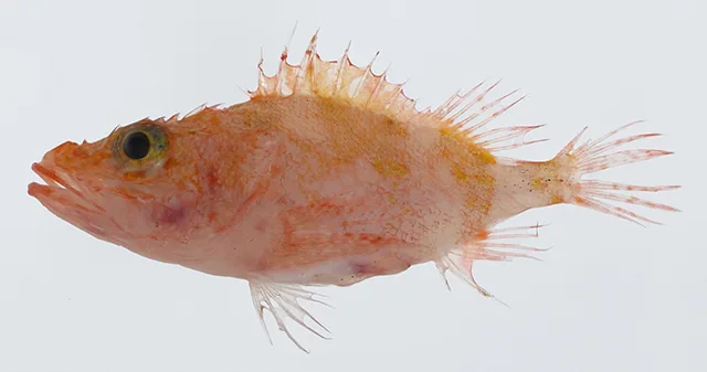 Longsnout No-line Scorpionfish (Phenacoscorpius longirostris)