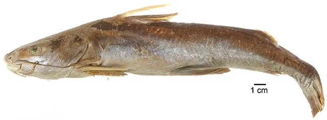 Flathead Sea-catfish (Notarius insculptus)