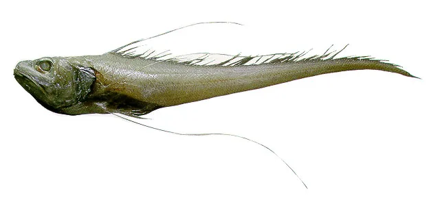 Gadomus longifilis 的物种图片