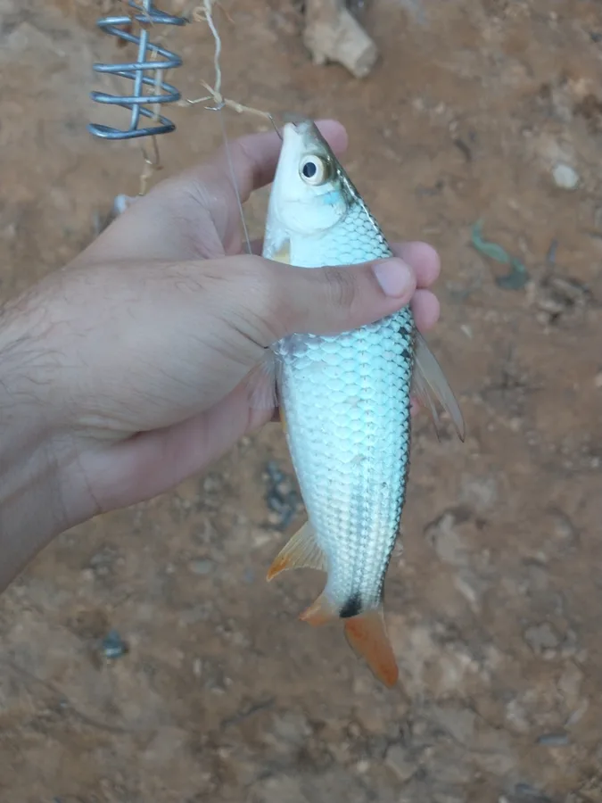 Schizodon knerii 的物种图片