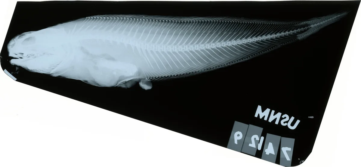 Neobythites fasciatus