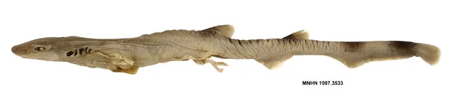 Phallic Catshark (Galeus priapus)