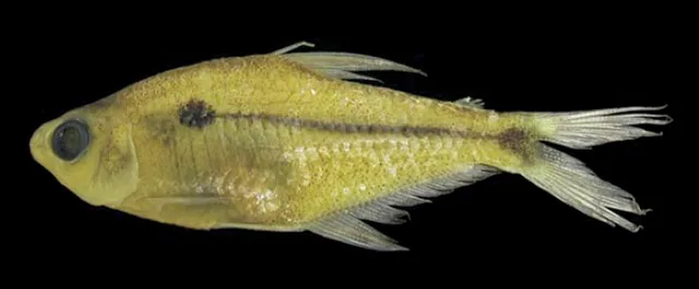 Phenacogaster calverti 的物种图片