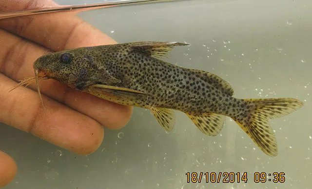 Synodontis lufirae 的物种图片