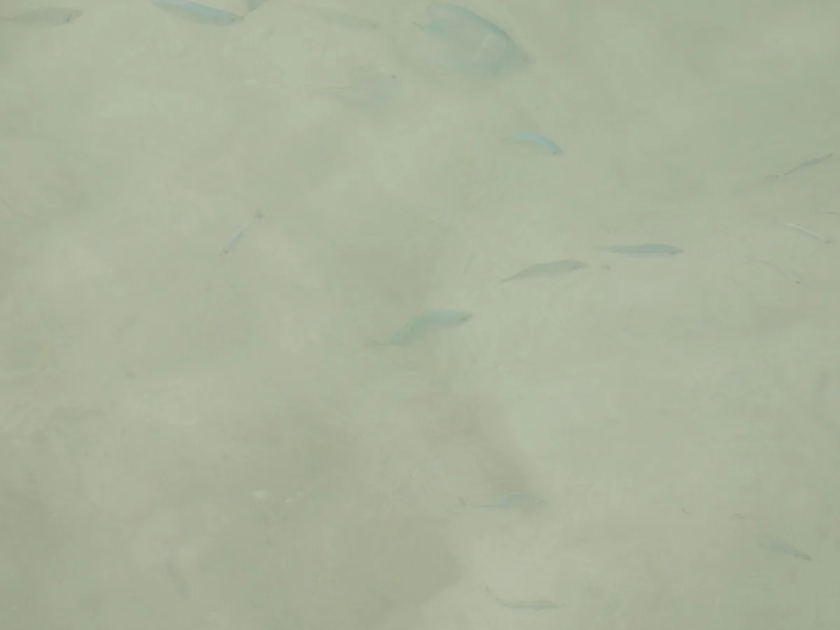 Bathystethus orientale 的物种图片