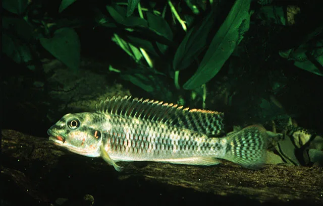 Orthochromis rubrolabialis 的物种图片