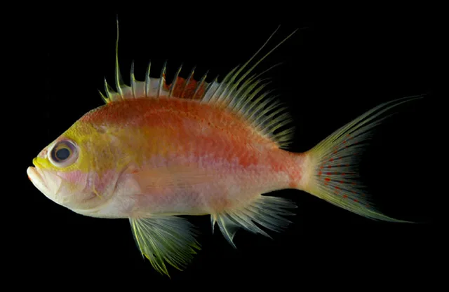 Andaman deepwater Anthias (Sacura sanguinea)