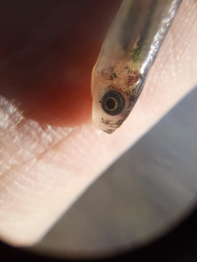 Andean Killifish (Orestias gracilis)