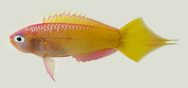 Grammatonotus xanthostigma 的物种图片