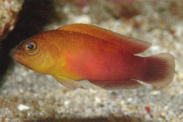 Sunburst Dottyback (Pseudochromis matahari)